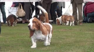 Class 8 Limit dog-The Basset Hound  Club CC Show 2011.wmv