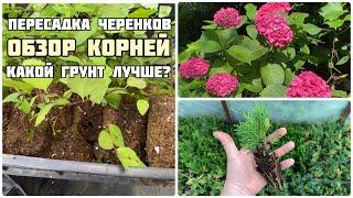 Пересадка черенков | Какой грунт использовать? | Обзор корней на черенках | Садовые дела