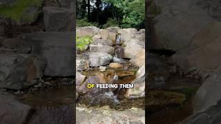 Is this the Best Alternative to A Koi Pond? #pondlesswaterfall #aquascape