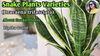 40+ Snake Plants Varieties/Snake Plants Identification/Rare Variety of Snake plants/Lipsha world