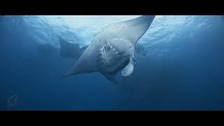 Underwater stock footage Show Reel. Palau, Kiribati, Palmyra Atoll. Ocean Oases