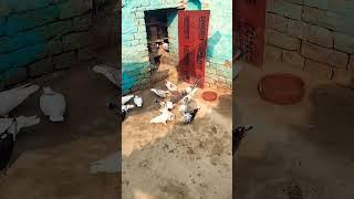KABUTAR LOVER ️#kabutar #pigeon #pigeons #birds #kabootar #pigeonpose #pigeonlove #kabutar