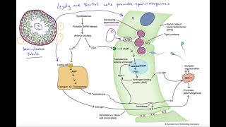 Leydig and Sertoli cells promote spermatogenesis