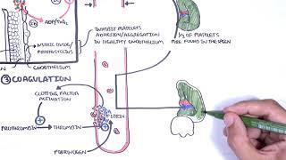 Thrombocytopaenia (low platelets) Overview - platelet physiology, classification, pathophysiology