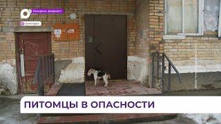 В Лучегорске по непонятным причинам гибнут собаки