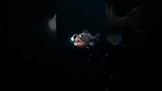 deep-sea anglerfish eating a fish. #azzywolfram #azzy #deepsea