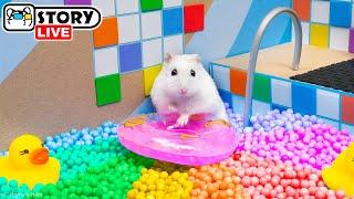 The World's Largest Hamster Ball Pool Maze with Pop It  Homura Ham Pets