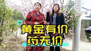 开心微笑搞笑山歌，山歌大实话，黄金有价药无价