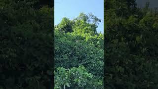 Monkey on high tree #monkey #monkeylife #monkeyvideo #animals #monkeylove #wildlife #monkeybaby