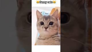 what are you doing#funny #pets #catcomedy #catvideos #cat#catshorts #funnyanimal #catlover#funnycat