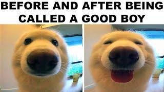Memes Only Pets Will Understand