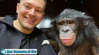 Dan Zapashny and his chimpanzee Bonya won the case | Management arbitrariness of "Rosgostsirk"