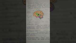 humen brain