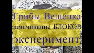 Грибы Вешенка. Эксперимент: замачивание отработанных блоков в воде из субстрата.