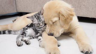 Kitten With Separation Anxiety Cannot Live Without Golden Retriever Every Day