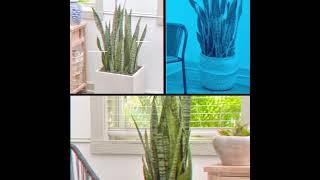 Snake Plant for Sale