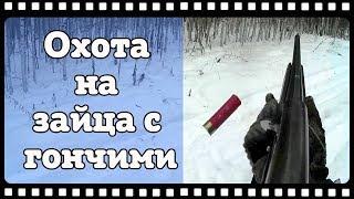 Охота. Экшн без монтажа #23. Охота с русской гончей. Hunting in Russia