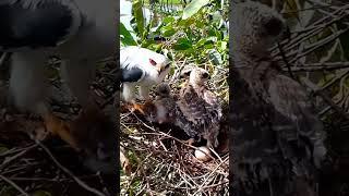 Black winged kite Birds#BirdsOfInstagram#BirdLovers#WildBirds#PetBirds#BirdTok popular on TikTok18