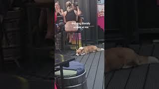 Did that Dog just Smile at Me? | TikTok marialuisamoni