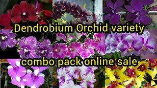 Dendrobium Orchid variety combo pack online sale all over india #DHANYAORCHIDS