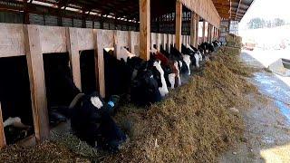 Feeding Cows On A Dairy Farm! How To Make High Quality Feed For Cattle!