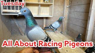 All About Racing Pigeons! | Checking on the old birds | Racing Pigeons |
