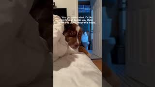 Nothing gets past Barney  #australianshepherd #puppy #aussiedog #dogshorts #dog #dogs