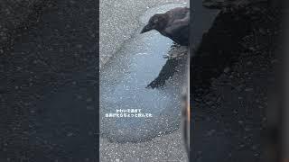 他のカラスに虐められていたカラス。本当は助けない方がいいのかも知れないけど…可哀想な姿を見捨てられなかった。#カラス #からす#カラスさん