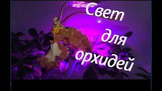 Орхидеи.  Освещение.  Чем я досвечиваю свои растения.