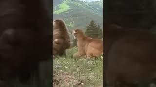 Brown Bear vs. Mountain Lion #shorts