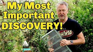 Beekeeping: My Most Important Discovery EVER That Will Help You Too!