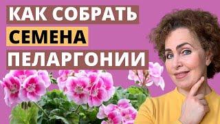 Семена из ПЕЛАРГОНИИ или ПЕЛАРГОНИЯ  из семян