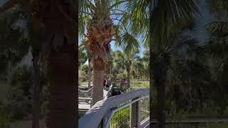 Tampa Florida #lifestyle #travel #nature #adventure #beach #park #shortvideo #shorts