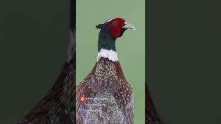 Closeup Of A Ring-necked Pheasant: A Beautifully Detailed Bird