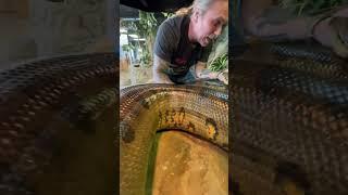 Massive Anaconda On Land  #animals