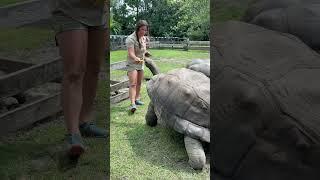 Juliette feeding giant Aldabra tortoises 