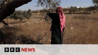 Palestinian olive harvest under threat from Israeli attacks and restrictions | BBC News