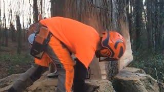 Fastest Skills Extreme Biggest Tree Cutting Chainsaw Machines || BIJOY DADA