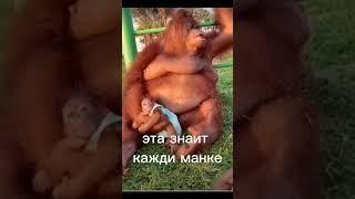 #манки 0 #bibimonkey #обезьяна #пон #monkeyking #бибизяна #monkeybaby #баблти #в_р_е_к #видео