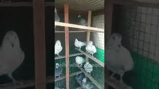 Abhey bhai ke madrasi kabutar | delhi white pigeons short kabutar video