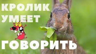 Это невероятно, говорящий кролик !!!