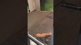 Excuse me do you have Dog food? Sorry, we're Closed! Ok I'll go find somewhere else 