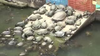 Turtles, Kek Lok Si, George Town - Travel Extra