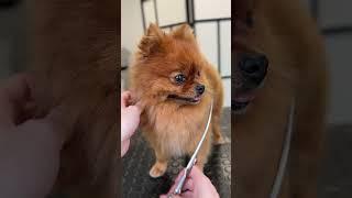 Grooming the tiniest Pomeranian!