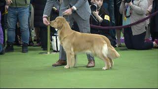 Will This Golden Retriever Win the Westminster Dog Show?