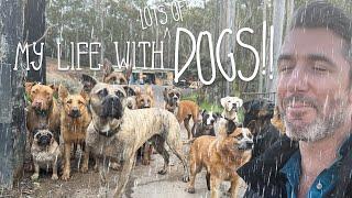 Rainy Day with 21 Dogs // My Life Vlog - with Dogs