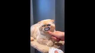 Thuk  #youtubeshorts #funny #youtube #shorts #uniqsid71