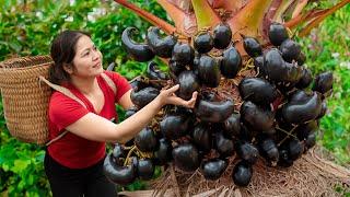 Farm Life: Harvesting Black Palmyra Fruit,Wax Avocado & Make pearl milk tea from palm fruit