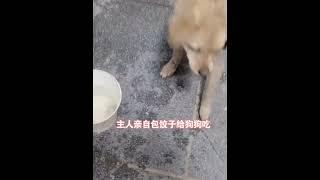 狗狗这七年以来，都在想着怎么回到主人身边#狗狗 #狗狗的心思都写在脸上了 #治愈系 #狗狗故事 #画一个故事 （视频素材源自于@Mr.Li~）