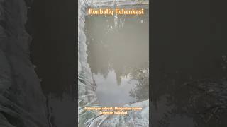 https://t.me/ilonbaliq_ilonbosh_ilonbalq  Telegramda